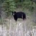 Woman Airlifted After Bear Attack Near Whistler, BC