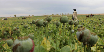 گسترش کشت خشخاش در ایران