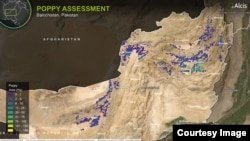 کشت خشخاش در ایران پس از ممنوعیت افغانستان گسترش یافت