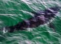 Man Charged After Illegally Capturing Great White Shark