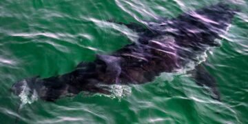 Man Charged After Illegally Capturing Great White Shark