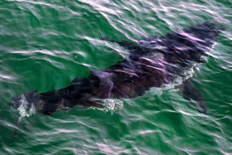 Man Charged After Illegally Capturing Great White Shark