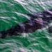 Man Charged After Illegally Capturing Great White Shark