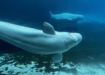 Rescued Beluga From Ontario Park Dies in California