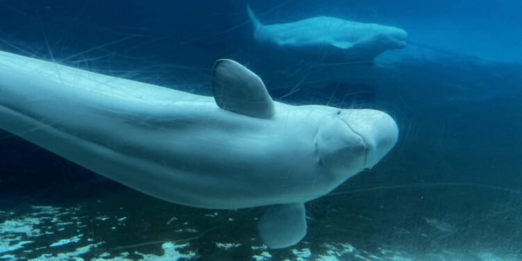 Rescued Beluga From Ontario Park Dies in California