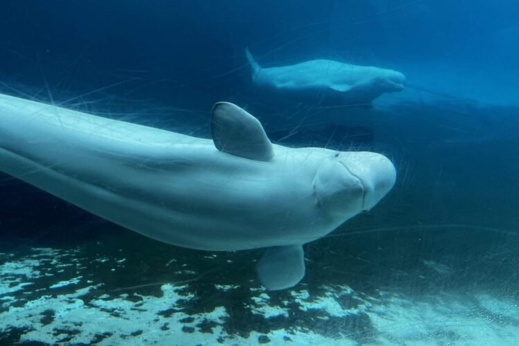Rescued Beluga From Ontario Park Dies in California