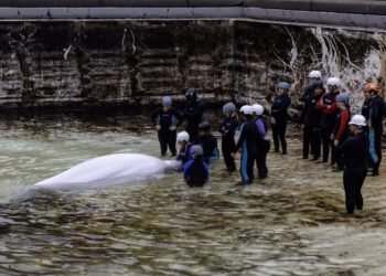 Shedd Aquarium Loses Second Marineland Whale