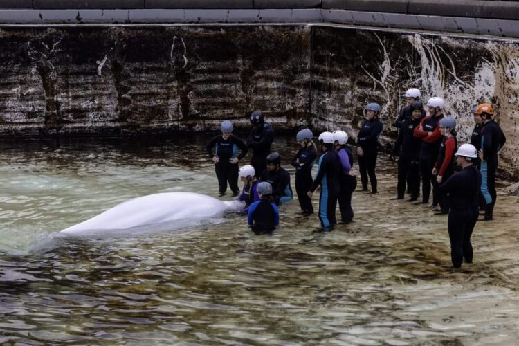 Shedd Aquarium Loses Second Marineland Whale